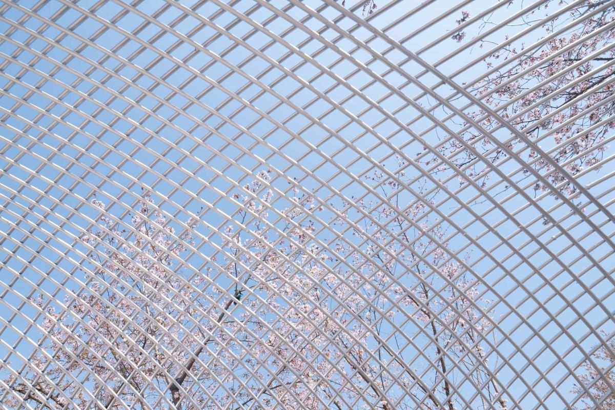 037-透過網(wǎng)狀空隙觀櫻花.jpg 037-透過網(wǎng)狀空隙觀櫻花.jpg